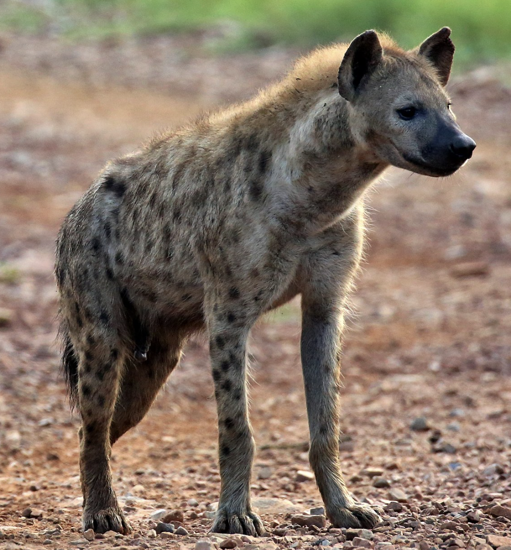 do hyenas give birth